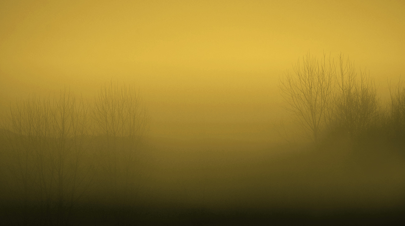 Carta da parati di colore giallo a tema paesaggio, con alberi avvolti nella nebbia