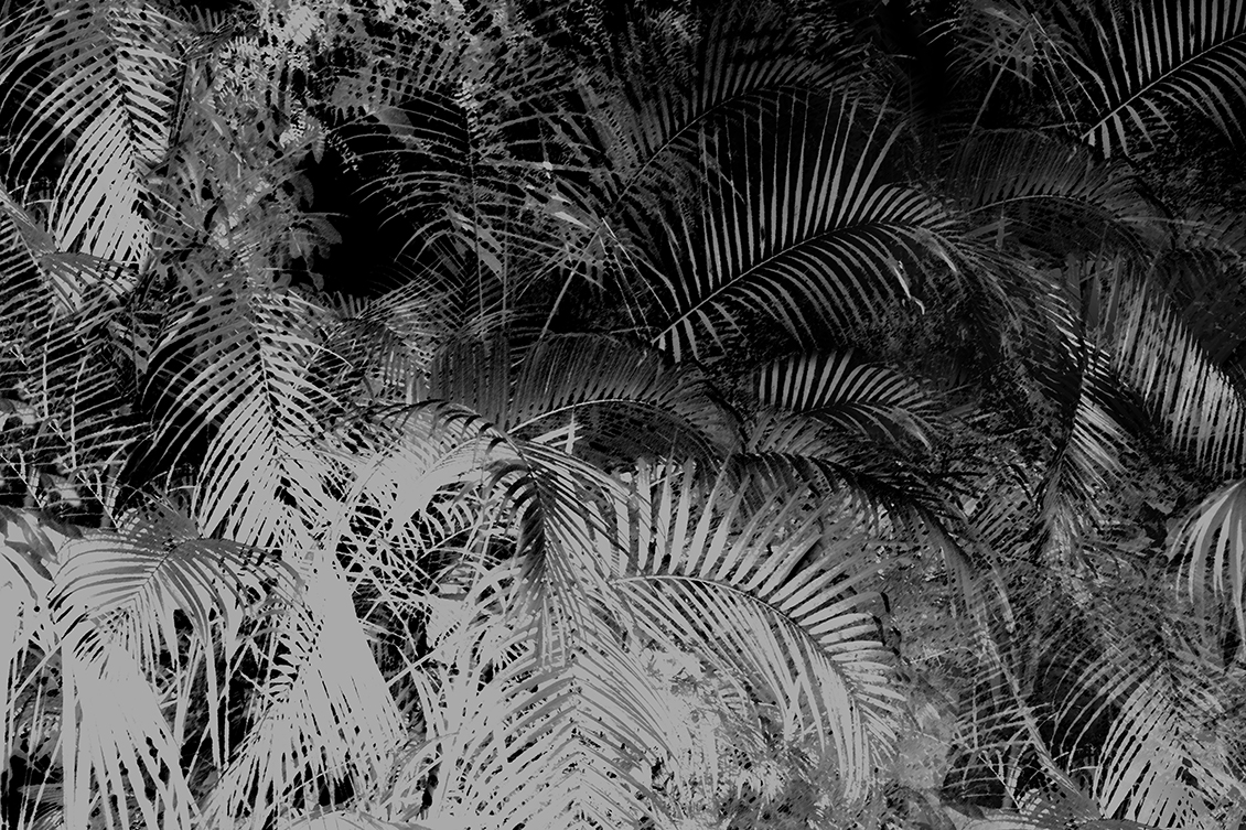 Tropical wallpaper with palm leaves in grey and black color