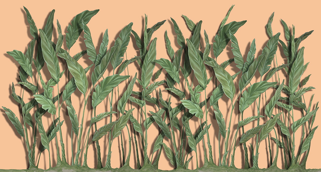 Carta da parati foglie banano verdi fondo pesca